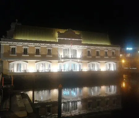 Ficus Benjamina アヴェイロ