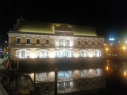 Ficus Benjamina アヴェイロ